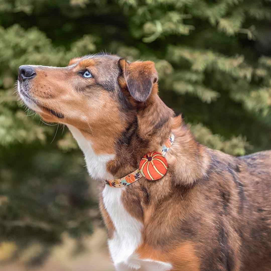 10 Patterns Fall Halloween Thanksgiving Dog Collars, Collar Covers